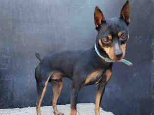 Miniature Pinscher Dogs for adoption in Frisco, CO, USA