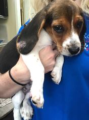 Medium Photo #1 Beagle Puppy For Sale in Allendale, NJ, USA