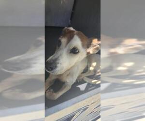 Mutt Dogs for adoption in San Antonio, TX, USA