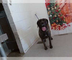 Mastiff Dogs for adoption in San Bernardino, CA, USA