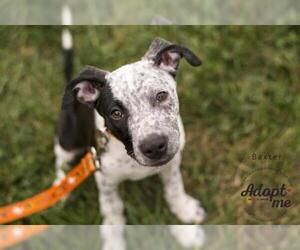 Mutt Dogs for adoption in Belleuve, NE, USA