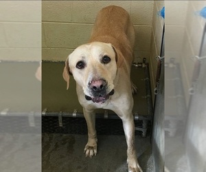 Great Dane-Labrador Retriever Mix Dogs for adoption in Decatur, GA, USA