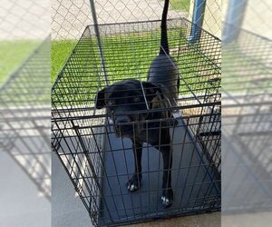 Mastador Dogs for adoption in Baytown, TX, USA