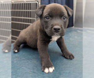 Labrador Retriever-Unknown Mix Dogs for adoption in Mobile, AL, USA
