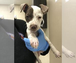 Pointer-Unknown Mix Dogs for adoption in Conroe, TX, USA