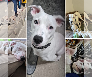 Labrador Retriever-Unknown Mix Dogs for adoption in New London, WI, USA