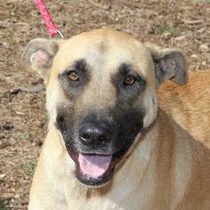 Anatolian Shepherd-Unknown Mix Dogs for adoption in Helotes, TX, USA