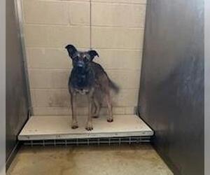 Mutt Dogs for adoption in Rockwall, TX, USA