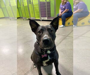 American Pit Bull Terrier-Labrador Retriever Mix Dogs for adoption in Princeton, MN, USA