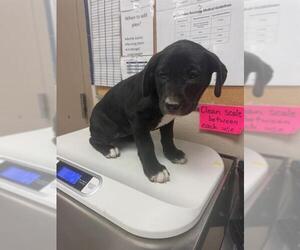 Labrador Retriever-Unknown Mix Dogs for adoption in Conroe, TX, USA