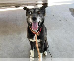 German Shepherd Dog-Siberian Husky Mix Dogs for adoption in Orange, CA, USA