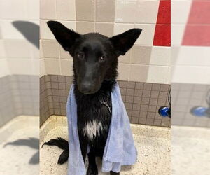 German Shepherd Dog Dogs for adoption in Cupertino, CA, USA