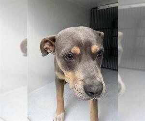 American Pit Bull Terrier-Unknown Mix Dogs for adoption in Houston, TX, USA