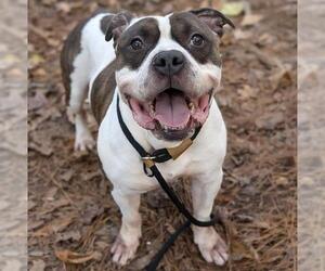 American Pit Bull Terrier Dogs for adoption in Charlotte, NC, USA