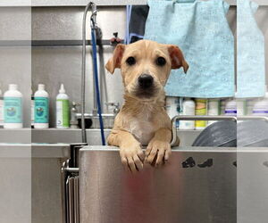 Mutt Dogs for adoption in Sanford, FL, USA