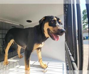 Rottweiler-Unknown Mix Dogs for adoption in Houston, TX, USA
