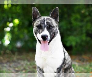 Dutch Shepherd -Unknown Mix Dogs for adoption in Tavares, FL, USA