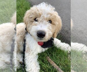 Goldendoodle (Miniature) Dogs for adoption in St. Louis Park, MN, USA