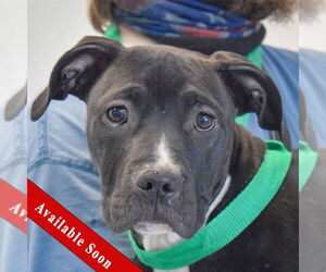 American Bulldog-American Staffordshire Terrier Mix Dogs for adoption in Huntley, IL, USA