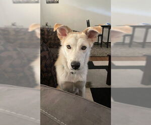 Huskies -Labrador Retriever Mix Dogs for adoption in Los Angeles, CA, USA