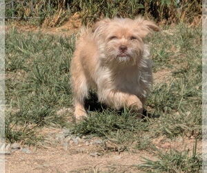 Mutt Dogs for adoption in Thomasville, NC, USA