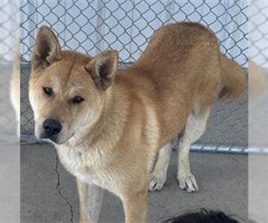 Akita-Unknown Mix Dogs for adoption in Bakersfield, CA, USA