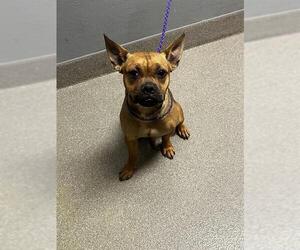 French Bulldog-Unknown Mix Dogs for adoption in Las Vegas, NV, USA
