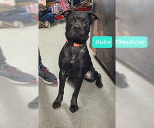 Medium Photo #2 Bullboxer Pit Puppy For Sale in Richmond, IN, USA