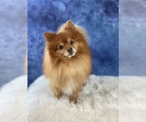 Pomeranian Dogs for adoption in Garland, TX, USA