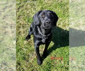 Labrador Retriever Dogs for adoption in Oskaloosa, IA, USA