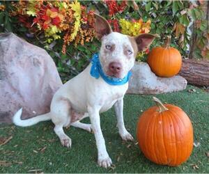 American Pit Bull Terrier-Unknown Mix Dogs for adoption in Oklahoma City, OK, USA