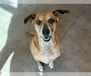 Black Mouth Cur Dogs for adoption in Tavares, FL, USA