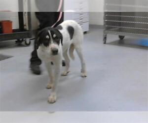 Great Pyrenees-Unknown Mix Dogs for adoption in Fayetteville, NC, USA