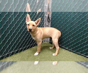 German Shepherd Dog Dogs for adoption in Downey, CA, USA