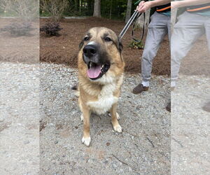 German Shepherd Dog-Great Pyrenees Mix Dogs for adoption in Holly Springs, NC, USA
