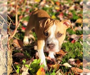 Bullboxer Pit Dogs for adoption in PORTLAND, OR, USA