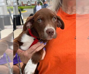 Labrador Retriever-Unknown Mix Dogs for adoption in Lawrenceville, NJ, USA