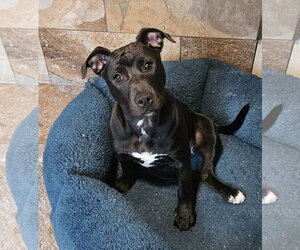 Mutt Dogs for adoption in Oakhurst, NJ, USA