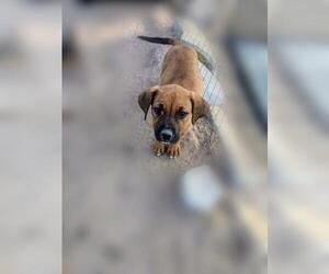 Boxador Dogs for adoption in Pena Blanca, NM, USA