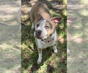 American Staffordshire Terrier Dogs for adoption in Fort Lauderdale, FL, USA