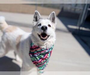 Akita-Siberian Husky Mix Dogs for adoption in Denver, CO, USA