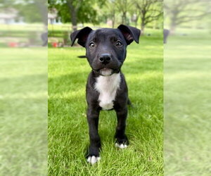 Mutt Dogs for adoption in Genesee, WI, USA