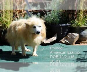 American Eskimo Dog Dogs for adoption in Bon Carbo, CO, USA