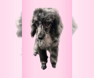 Poodle (Miniature) Dogs for adoption in Lincolnwood, IL, USA