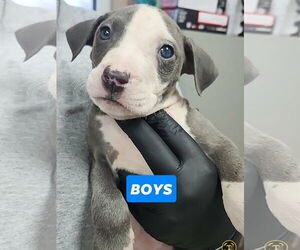 American Pit Bull Terrier-American Staffordshire Terrier Mix Dogs for adoption in Chester, VA, USA