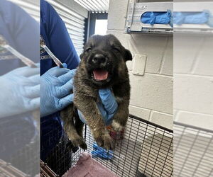 German Shepherd Dog-Unknown Mix Dogs for adoption in San Bernardino, CA, USA