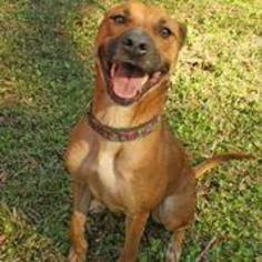 Boxer-German Shepherd Dog Mix Dogs for adoption in Hankamer, TX, USA