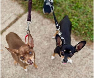 Chipin Dogs for adoption in Bridgewater, NJ, USA