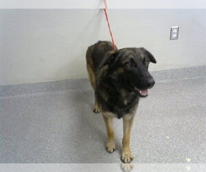 German Shepherd Dog-Unknown Mix Dogs for adoption in Pasadena, TX, USA
