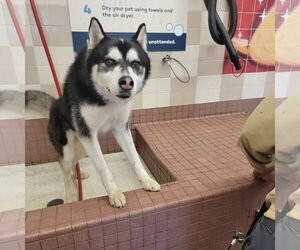 Alusky Dogs for adoption in Pacific grove , CA, USA